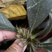 Aphelandra margaritae É.Morren