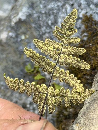 goldback fern