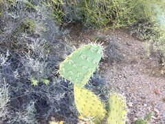 Opuntia discata