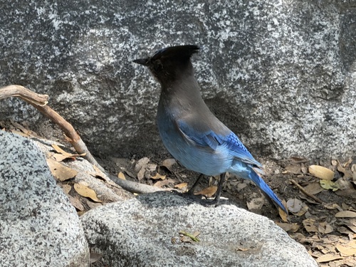 Steller's Jay