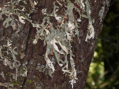 Ramalina fraxinea