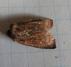 Eupsilia vinulenta