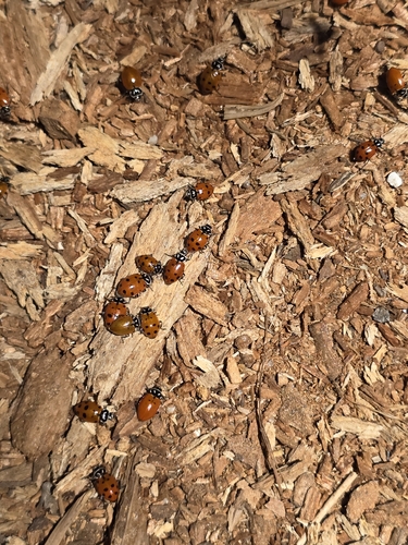 Ladybug