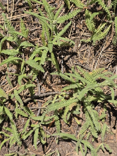 Yarrow