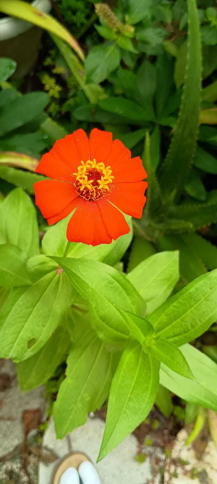 Zinnia elegans