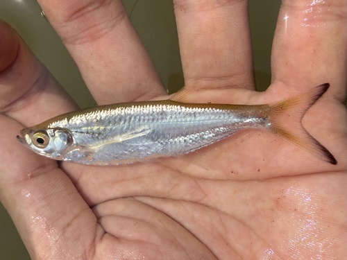 Glass barb (Parachela oxygastroides) — Cyprinidae — 2