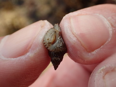 Paciocinebrina gracillima