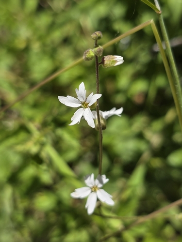 Lithophragma heterophyllum, photograph 2