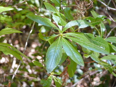 Rhododendron occidentale