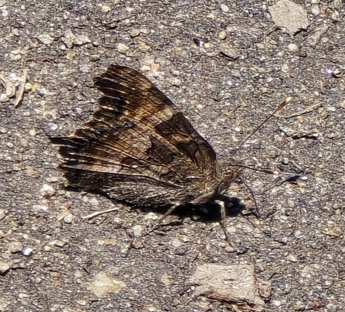 California Tortoiseshell