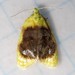 Acleris semipurpurana - Photo (c) Ilona L,  זכויות יוצרים חלקיות (CC BY-NC-SA)