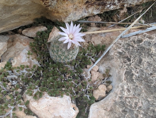 Whitecolumn Foxtail Cactus