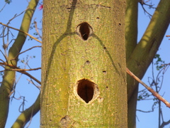Melanerpes aurifrons
