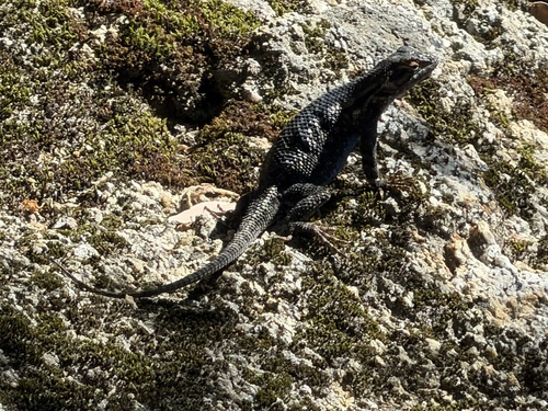 iNaturalist observation photo of Western Fence Lizard