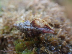 Ocinebrina