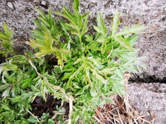 Artemisia vulgaris