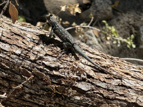 iNaturalist observation photo of Western Fence Lizard
