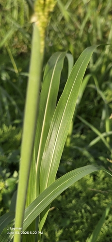 Johnson Grass