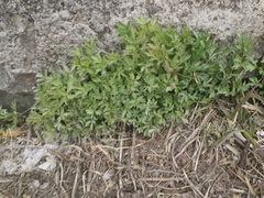 Artemisia vulgaris