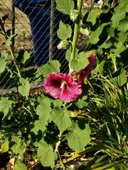 Alcea rosea