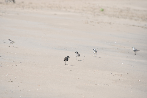 Black-bellied Plover
