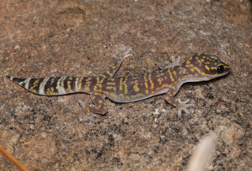 Marbled Velvet Gecko