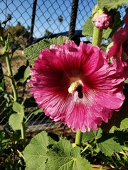 Alcea rosea