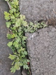 Artemisia vulgaris