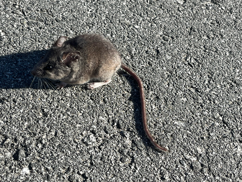 Peromyscus californicus, 2026-06-03