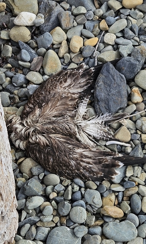 iNaturalist: (c) creatureenthusiast, some rights reserved (CC BY-NC), uploaded by creatureenthusiast iNaturalist image