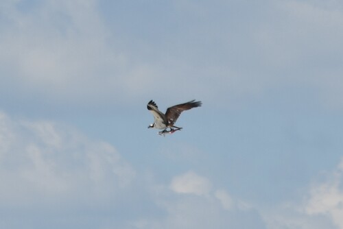 Osprey