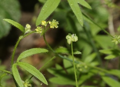 Ranunculus hebecarpus