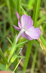 Phlox cuspidata, photograph (c) Aubrey French, some rights reserved (CC BY)
