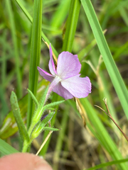 Phlox cuspidata, photograph (c) Aubrey French, some rights reserved (CC BY)