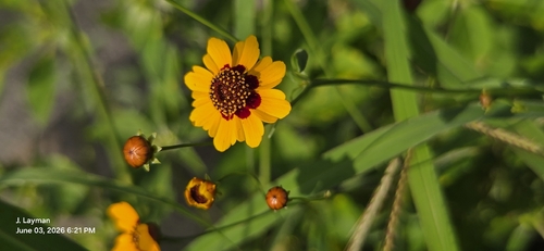 Coreopsis