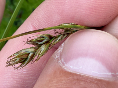 Carex tumulicola, photograph 4
