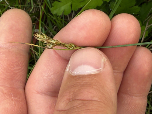 Carex tumulicola, photograph 5