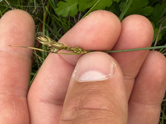 Carex tumulicola, photograph (c) Noah How, some rights reserved (CC BY)
