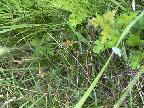 Carex tumulicola, photograph 6
