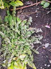 Taraxacum officinale