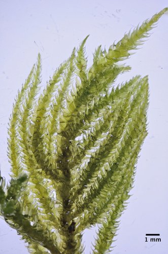 Nogopterium