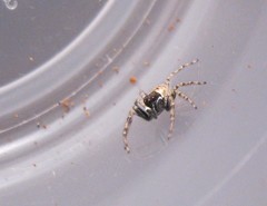 Menemerus semilimbatus