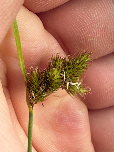 Carex unilateralis, photograph 4