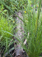 Carex unilateralis, photograph (c) Noah How, some rights reserved (CC BY)