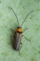Silinae