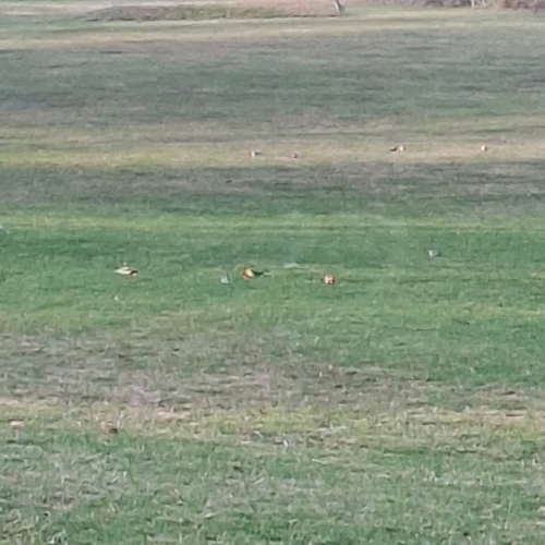 Eastern Rosella