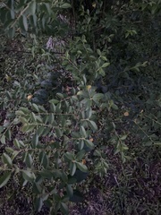 Maytenus boaria
