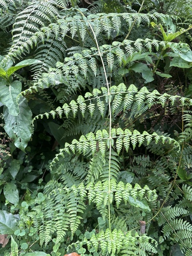 Dennstaedtia scandens observed 2026-06-04