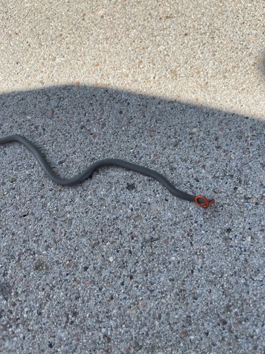 Ring-necked Snake