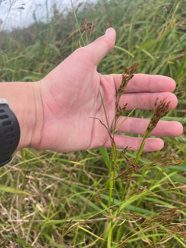Rhynchospora caduca observed 2026-06-03